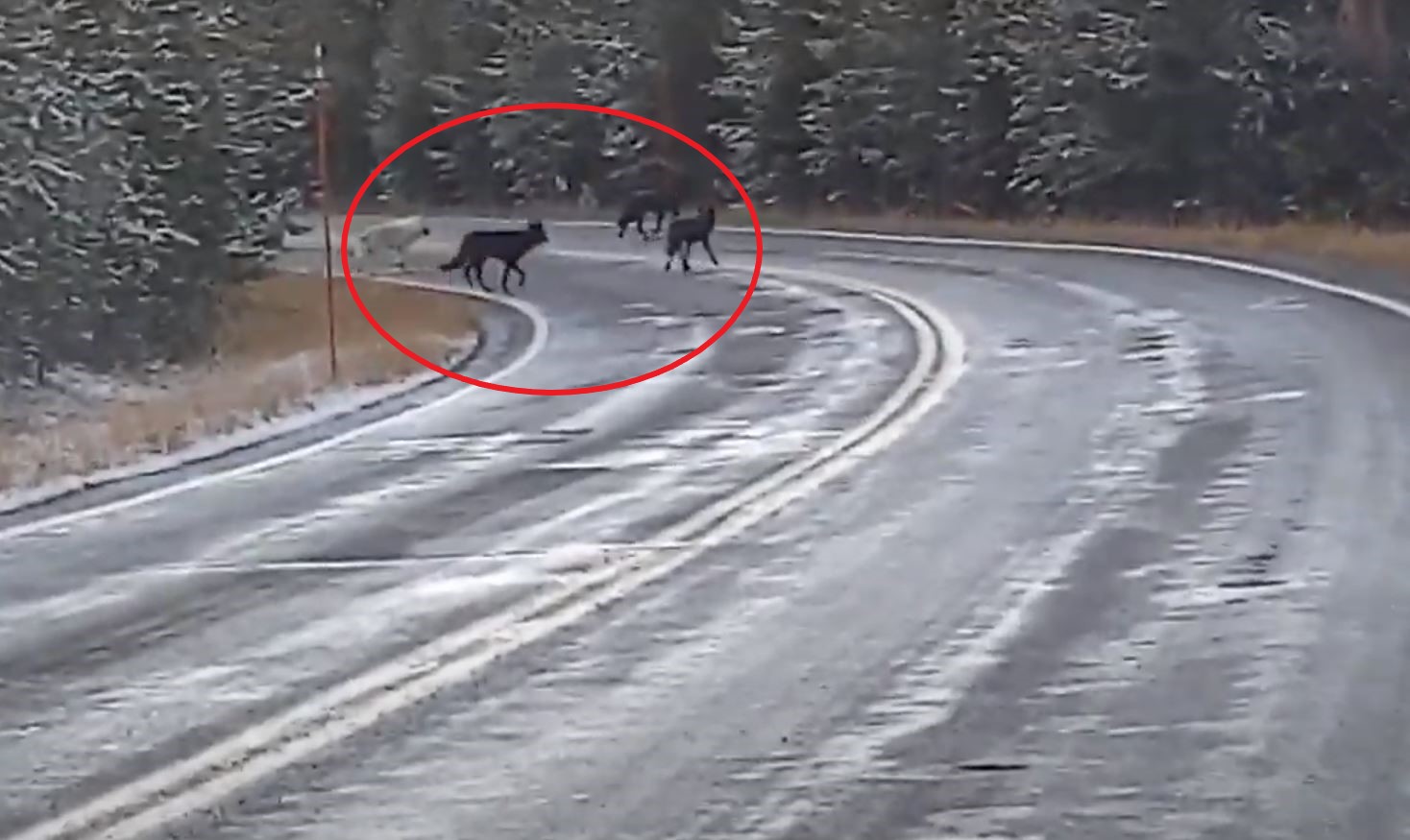 VIDEO Family Excited To Film Yellowstone Wolf Pack